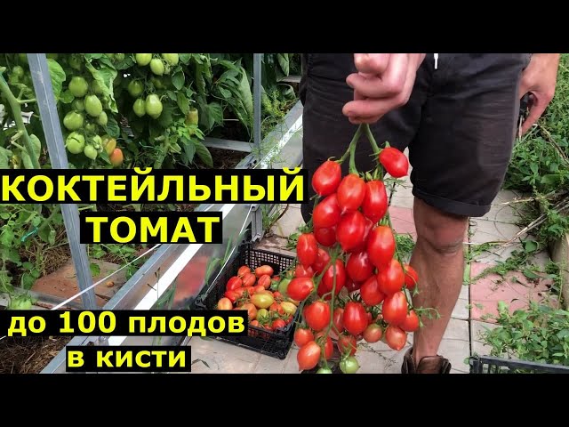 Антиоксидантные свойства томатов