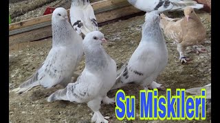 Su Miskisi, Sarıkır, Portakal, Nuhudi