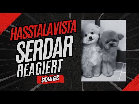 Hasstalavista - Serdar reagiert auf Dowgs