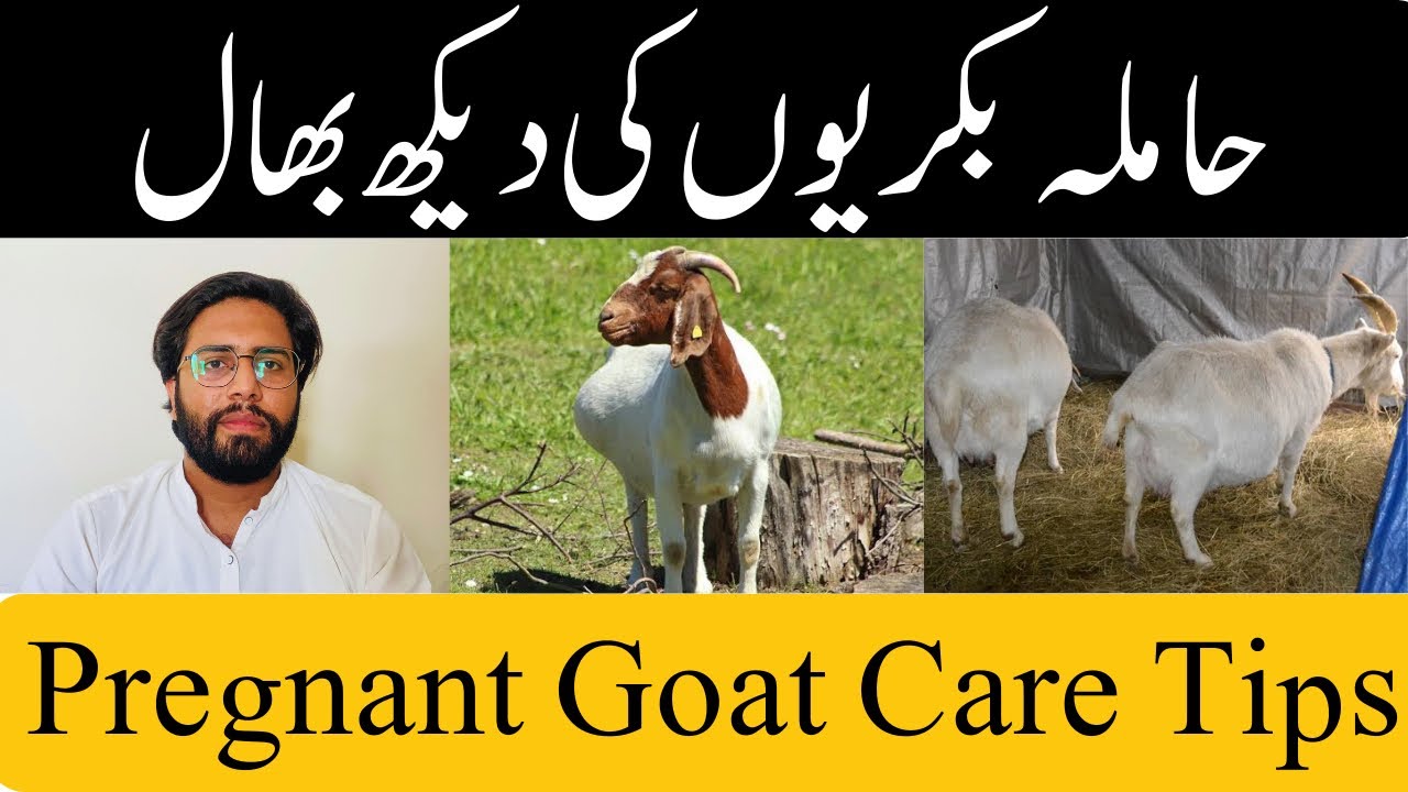 Pregnant Goat Care Tips || حاملہ بکریوں کی دیکھ بھال || Goat Farming || Dr Noman Ali