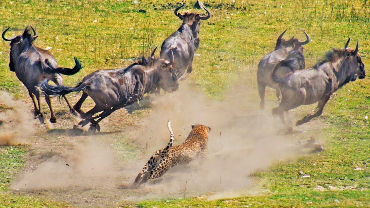 ⁣LEOPARD TAKES DOWN WILDEBEEST 3 TIMES ITS SIZE