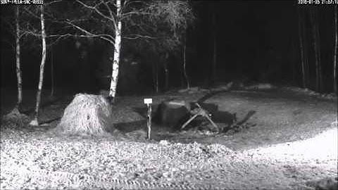 Estonia Red Deercam 2016 01 25  Calling Fox in the distance