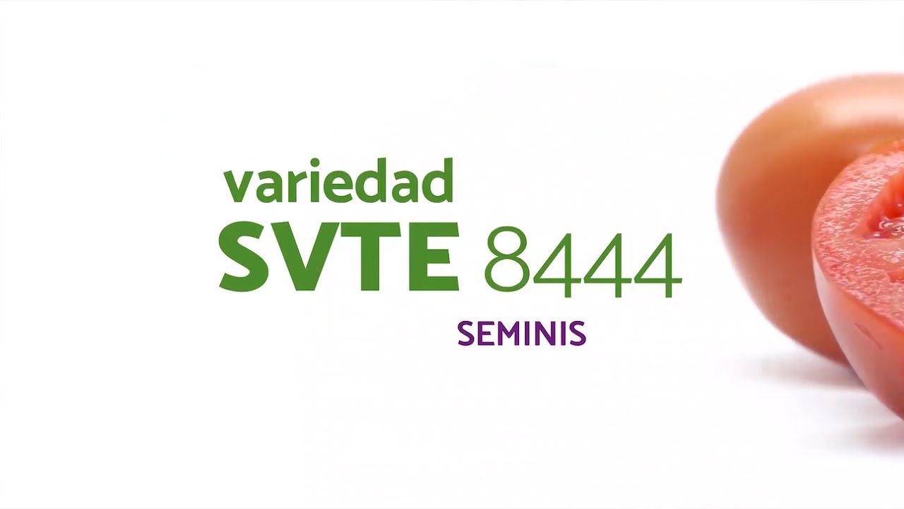 SVTE8444 - Seminis.  Tomate Semi Indeterminado. Solagro Semillas.