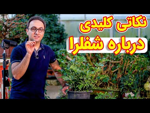 تصویری: درباره فلوکس خزنده - نحوه کاشت و مراقبت از گیاهان فلوکس خزنده