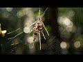 Spider Art or Survival? 🕷️ The Mystery of Cyclosa's Fake Spiders | Video Abstract