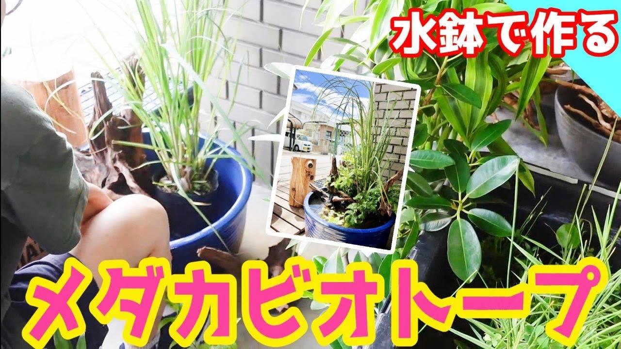 メダカビオトープ】真夏の夕方にメダカビオトープを作る！（水鉢で作る