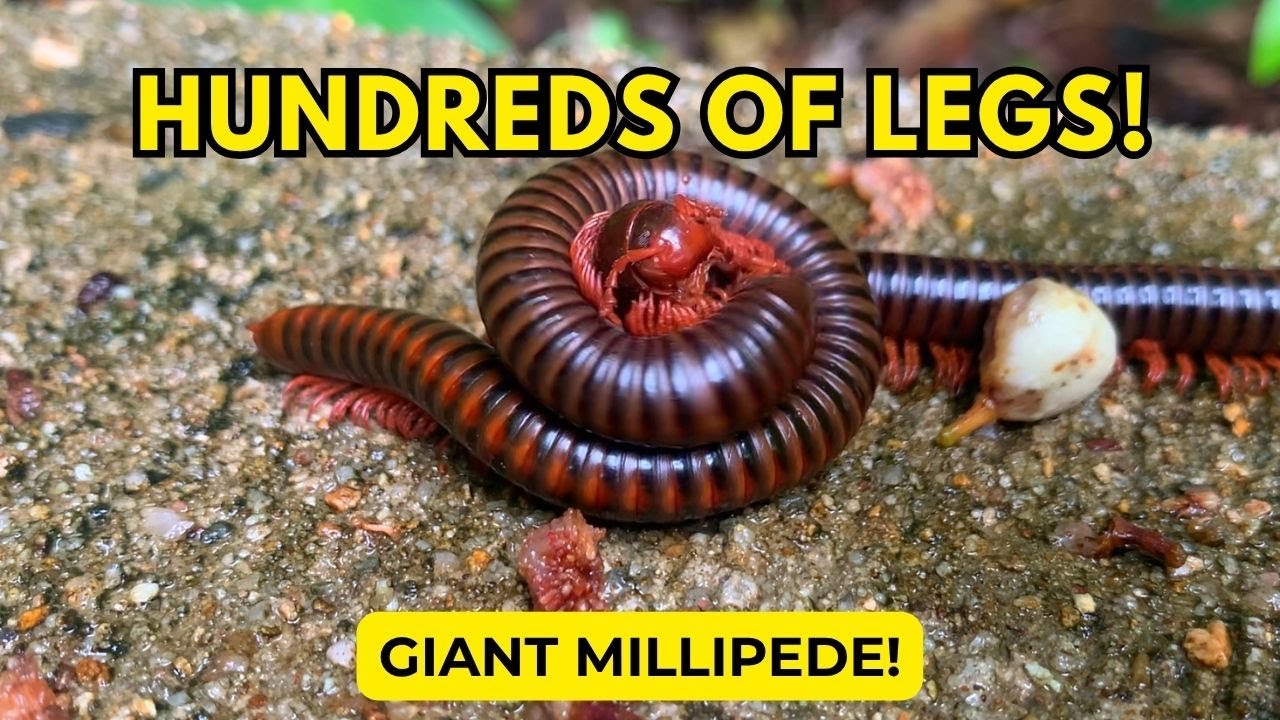 Hundred of Giant Millipedes Crawling Together – Incredible Close Up Footage