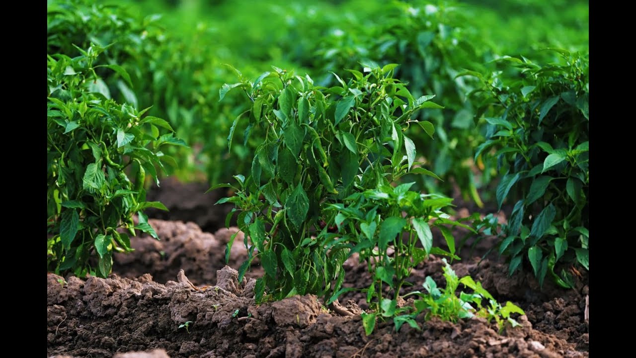 How solar panels are changing the future of agriculture in New Mexico