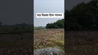 বড় উরমা হাঁস পালন 🦆 মনসা পূজা 👀 মনসামঙ্গল #মনসাপূজা #মনসা_মঙ্গল_গান #parrotbeak #aseelmurga