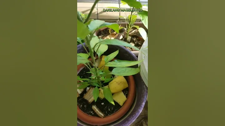 DO NOT THROW THE BANANA PEEL,INSTEAD DO THIS