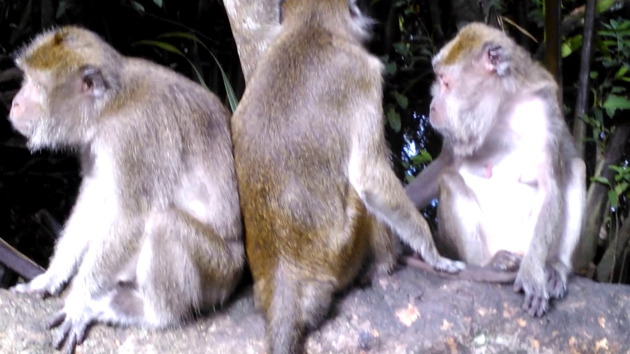 Animals Warik Monyet Atau Kera Ekor Panjang Asli Penghuni Pulau