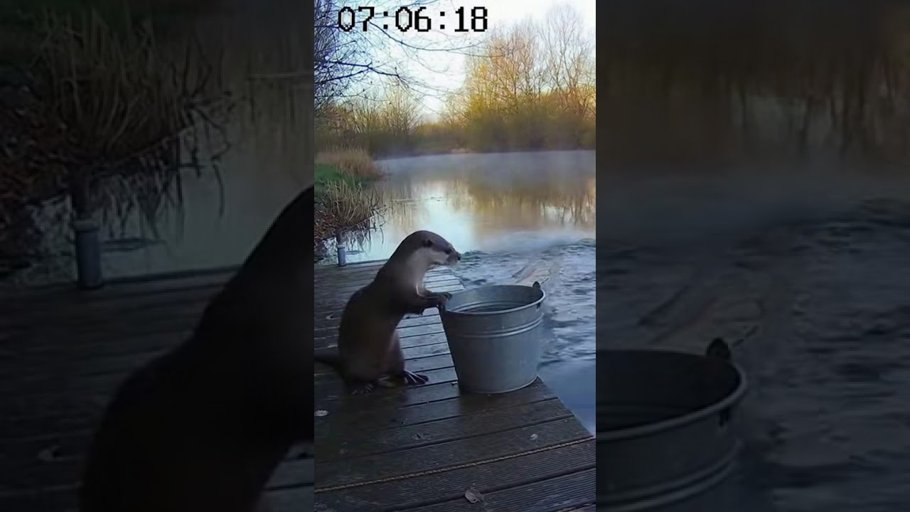Otter’s Split-Second Reaction Surprises Everyone 🦦👀 