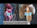 bunny rabbits| 1 day to 30 days | ang cute bilis lumaki | bunny