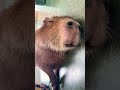 Recharge time for the fluffiest friend 💤☁️ #capybara #capybaracafe #animalcafe #tokyo #水豚