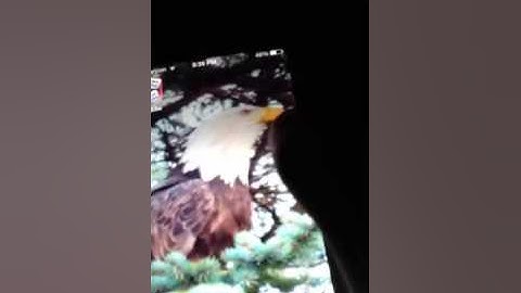 How to get flappy bird back on IOS