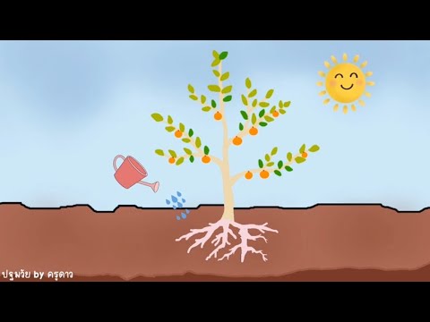 วีดีโอ: การเจริญเติบโตของต้นไม้เรียกว่าอะไร?