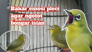 pancingan emosi pleci ngotot - terapi pleci agar ngotot buka paruh