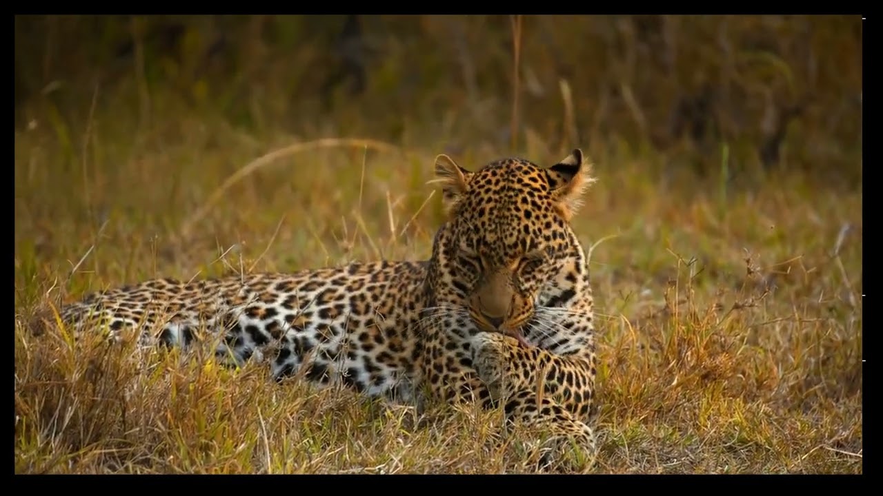 Wild Gold  A Wildlife Documentary by Vinayak Mraj |4K ULTRA HD|HDR| COPYRIGHT FREE |RYKERSTUDIOO