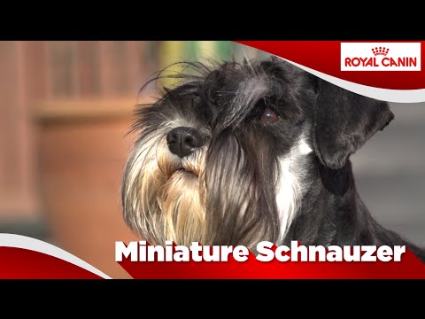 Video: Dwergschnauzer Hondenras Hypoallergeen, Gezondheid En Levensduur