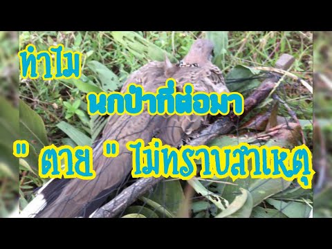 วีดีโอ: นกป่าที่อายุมากที่สุดในโลกที่รู้จักวางไข่อีกใบที่68