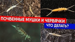 видео: Почвенные мушки и червячки - что делать? картинка: Почвенные мушки и червячки - что делать?