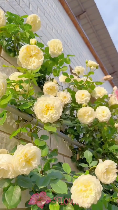 Bunga Mawar Kuning (Rosa sp.)| Rose 'Golden Celebration' | Rose Flower 'The Pilgrim' #flowers fypp