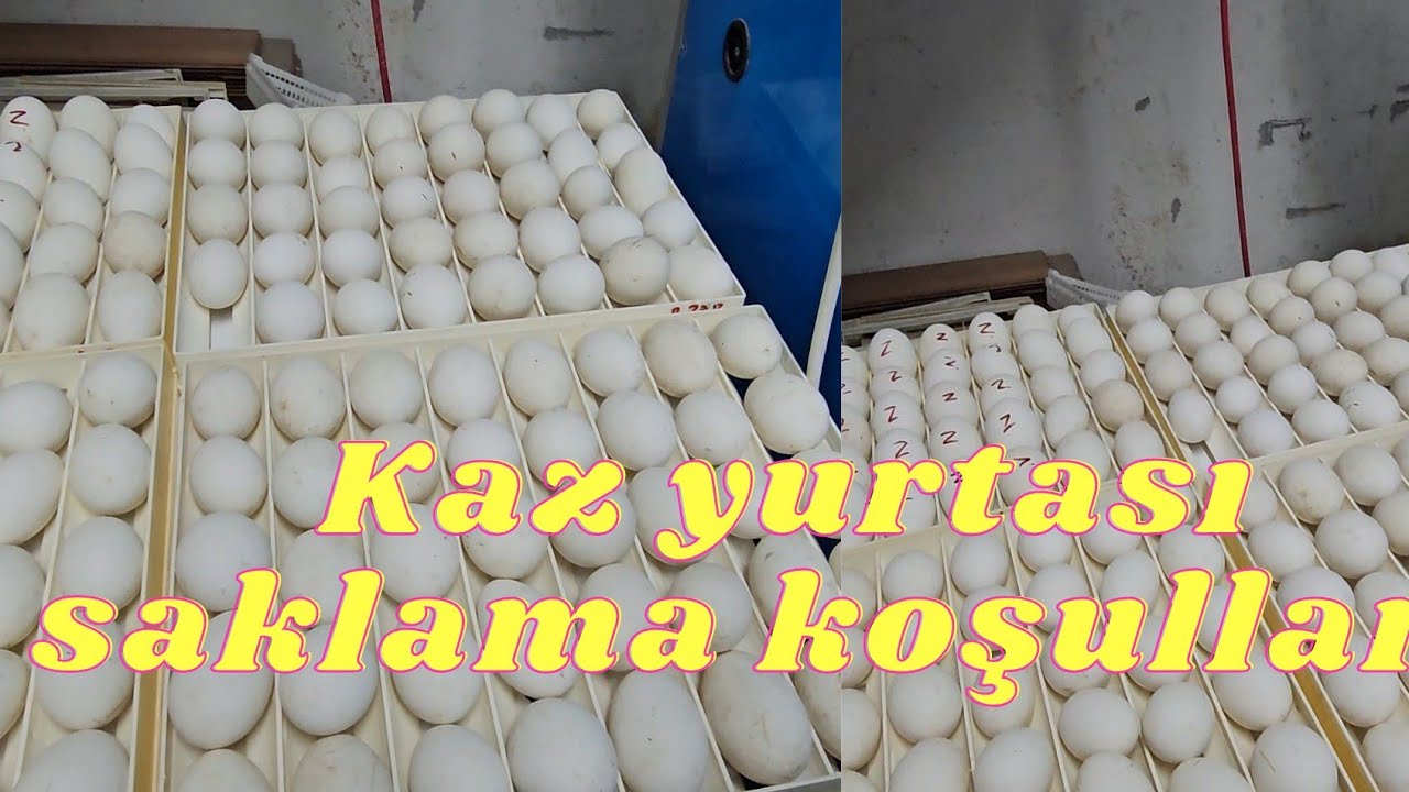 KAZ YUMURTASININ SAKLAMA KOŞULLARI ##KAZ #HOBİBAHÇESİ #CHİCKEN #HOROZ #HİNDİ #KUZU #KÖPEK #