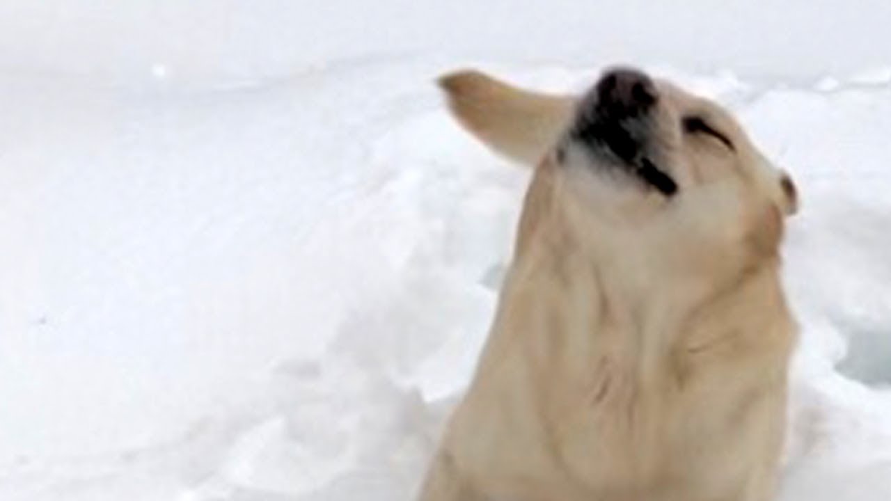 Stella and Her Human Brave the Storm video phone beyonce mp3