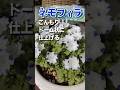 【園芸】ネモフィラをこんもりドーム状に仕立てる植え方#gardening #flowers