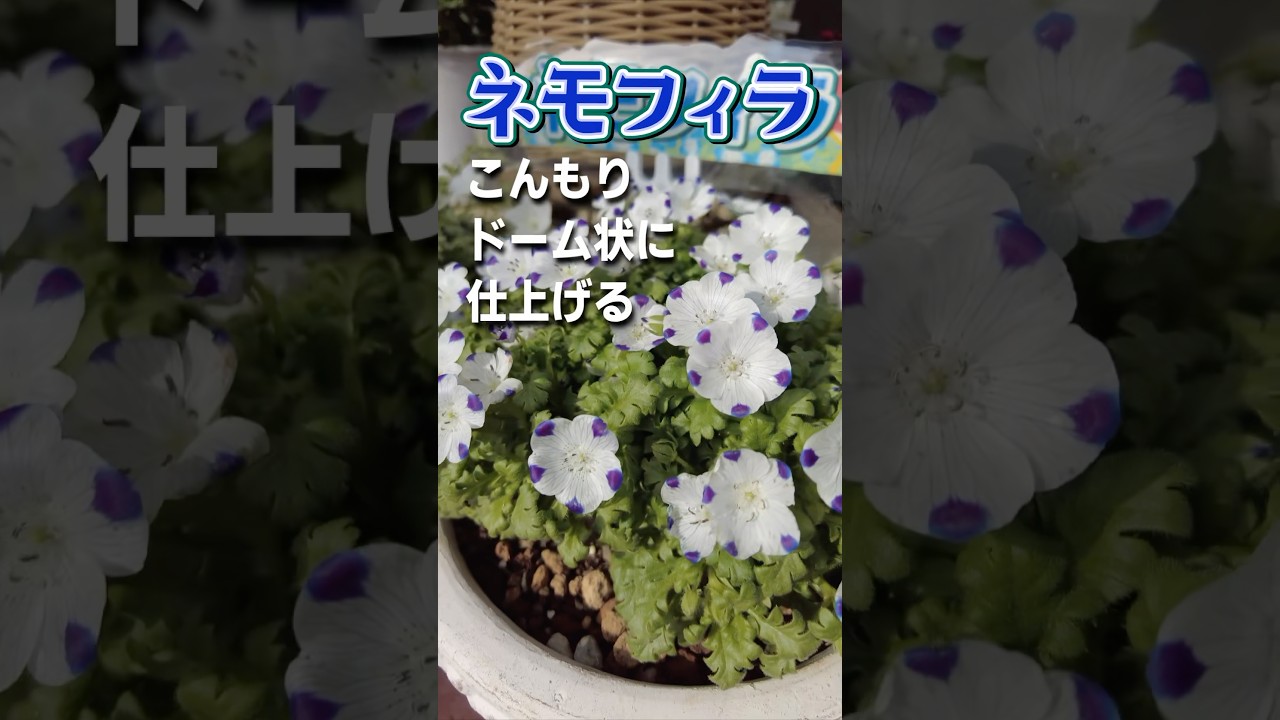 Gardening] How to plant Nemophila in a dome shape #gardening