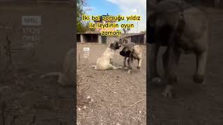 İki Bal Porsuğu Yildiz Ile Leydi̇ Nin Oyun Zamanı