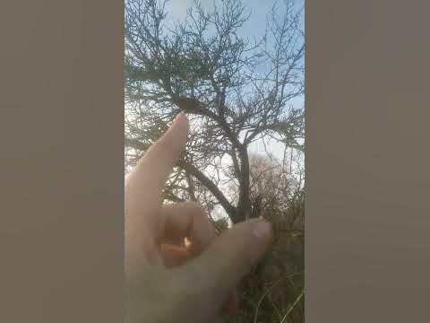 паразит на дереве 🤯😜👍 - YouTube