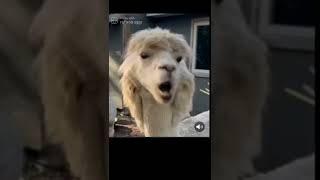 TFW you watch @UselessFarm on Ambien