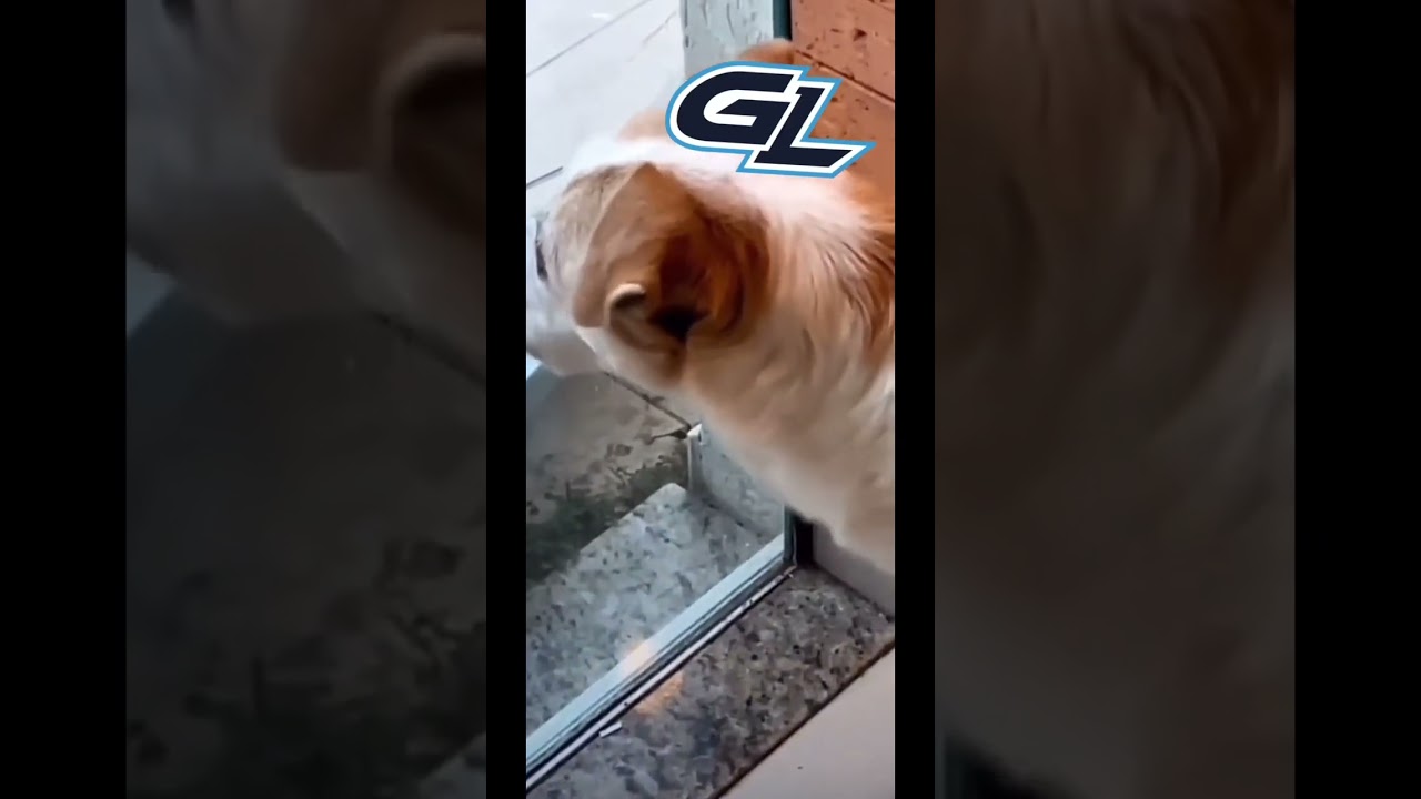 Woro2k caught cheating before the game?! 