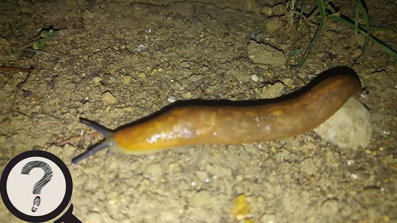 Yer üstü Canavarları SÜMÜKLÜ BÖCEK YouTube Yer üstü Canavarları SÜMÜKLÜ BÖCEK YouTube