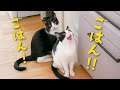 【食いしん坊】猫たちに自動給餌器を使わせたら反応が凄すぎた…