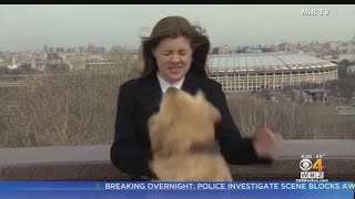 Dog Steals Microphone From Reporter On Live TV In Russia