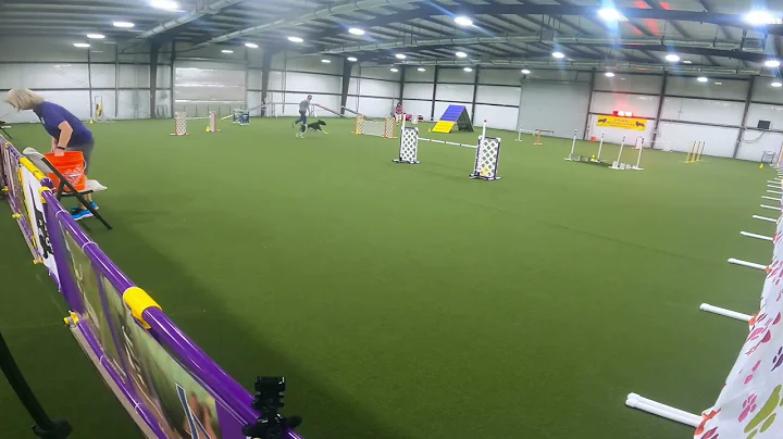 Nitro, AKC Agility; Novice Regular Standard (STD) Q1