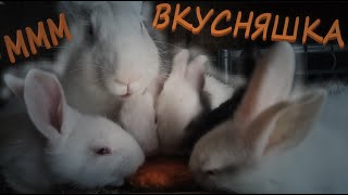 Вместе веселее, кролики и морковка🐰🥕