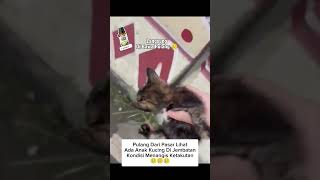 Langsung Di Bawa Pulang #shorts #cat #kucing #animals #rescue #kitten #pets