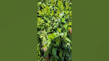 القات والبوره المدخنه 