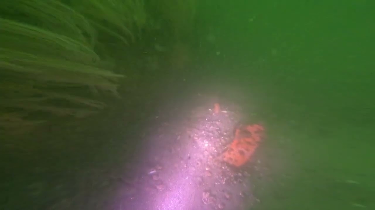 cape may reef diving cape may nj 9/4/23 part 2 