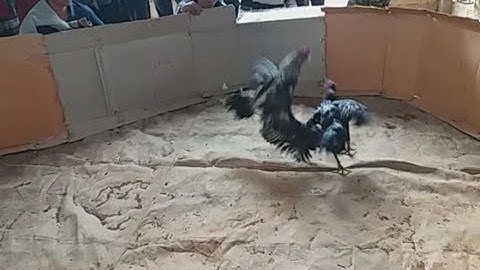 Qhia cais kom tau qaib ntaus taw qhuav zoo