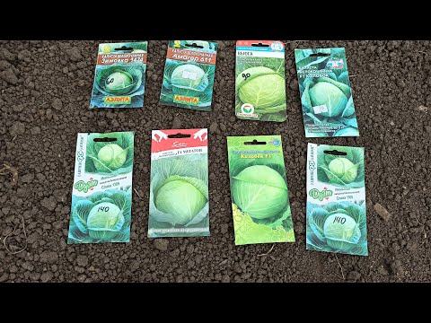 When to sow cabbage for seedlings in a greenhouse. How to sow cabbage in the ground
