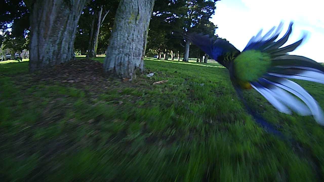 Tuning the MX3 with PID-Analyzer and drone bird strikes!