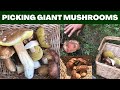 PICKING BIG MUSHROOMS!!! FUNGHI PORCINI! KING BOLETE! PENNY BUN! Foraging.