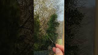 Painting Delicate Trees #art #painting #satisfying