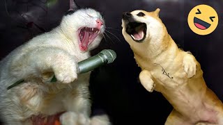 Best Funny Cats 😸and Dogs🐕 Compilation videos#funny#cat#animals