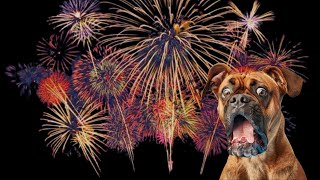 How to Keep Your Pets Safe During Holiday Fireworks