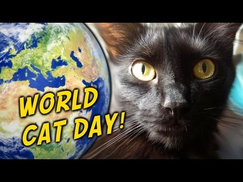 national-cat-day!
